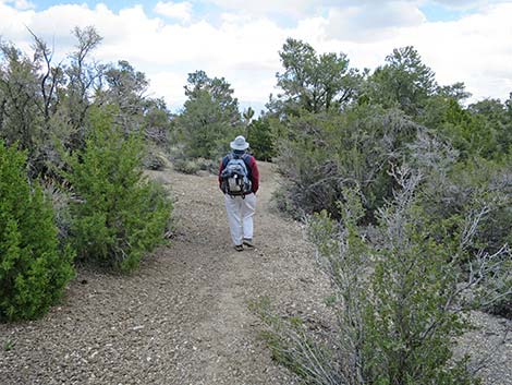 Blue Tree Loop Trail