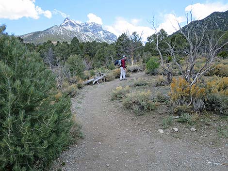 Blue Tree Loop Trail