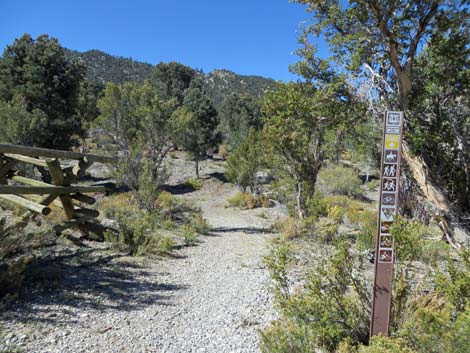 Blue Tree Loop Trail