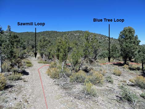 Blue Tree Loop Trail