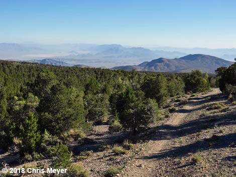 Blue Tree Loop Trail