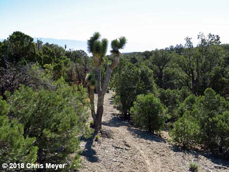 Blue Tree Loop Trail