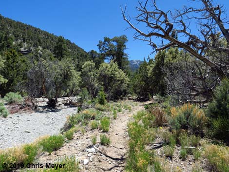 Blue Tree Loop Trail