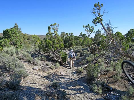 Rocky Gorge Loop Trail