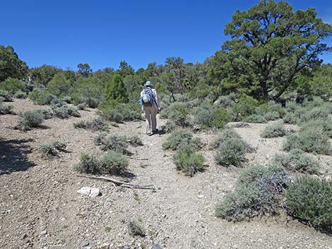 Rocky Gorge Loop Trail