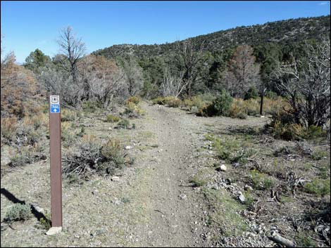 Sawmill Loop Trail