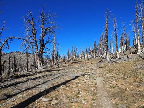 Mt. Charleston Wilderness Area