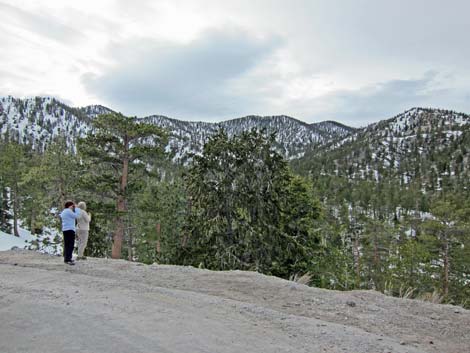 Upper Bristlecone Trailhead