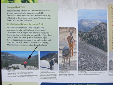 Cathedral Rock Trailhead