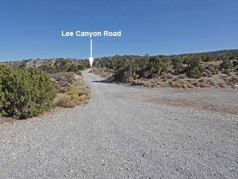 Blue Tree Loop Trail