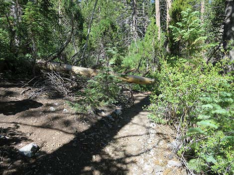 Wildhorse Loop Trail