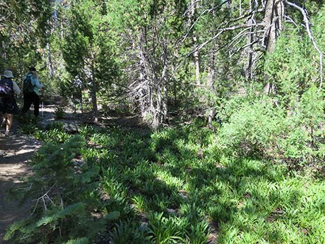 Wildhorse Loop Trail