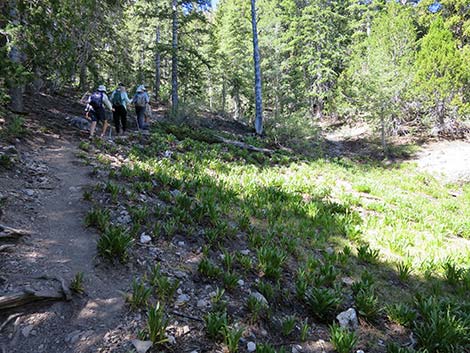 Wildhorse Loop Trail