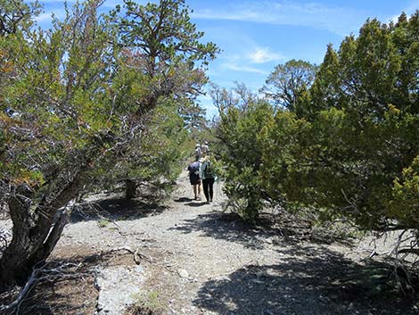 Wildhorse Loop Trail