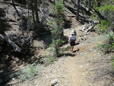 Wildhorse Loop Trail