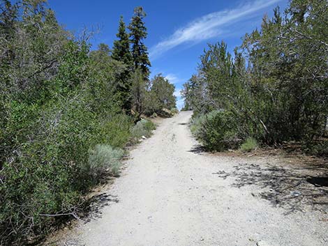 Wildhorse Loop Trail