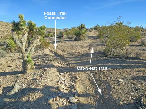 Cat-N-Hat Trail