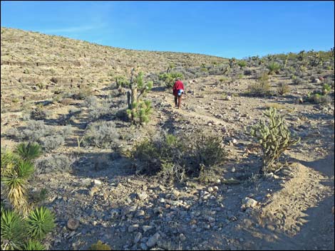 Cat-N-Hat Trail