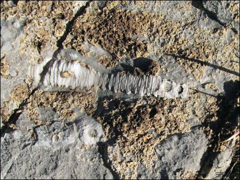 Blue Diamond Hill Fossils