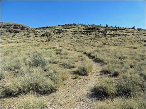 Rock Garden Trail