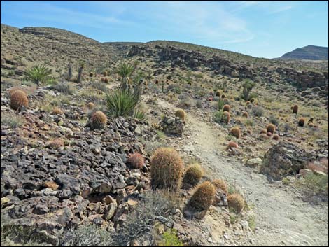 Rock Garden Trail