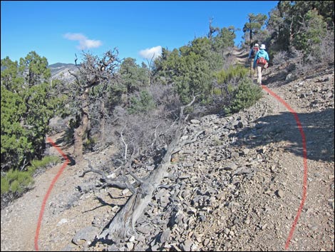 Bridge Mountain Trail