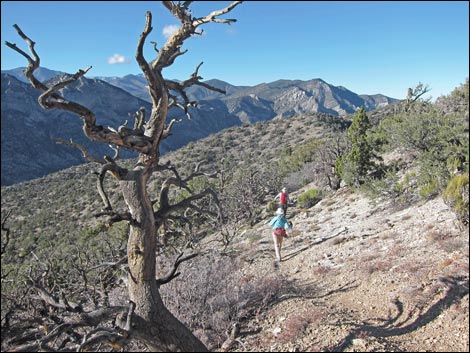 Bridge Mountain Trail