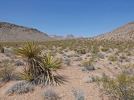 Ridgeline Loop Trail