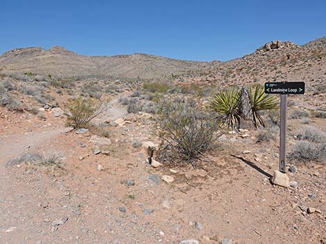 Ridgeline Loop Trail