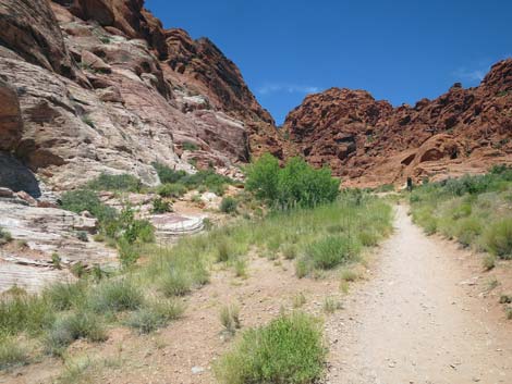 Calico Basin Trail