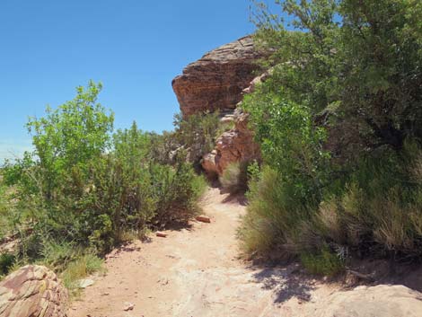 Calico Basin Trail