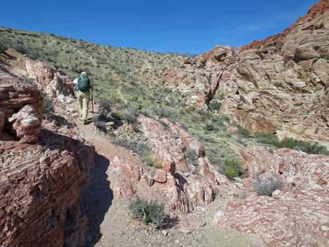 Calico Hills Loop Trail