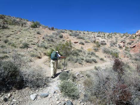 Calico Hills Loop Trail