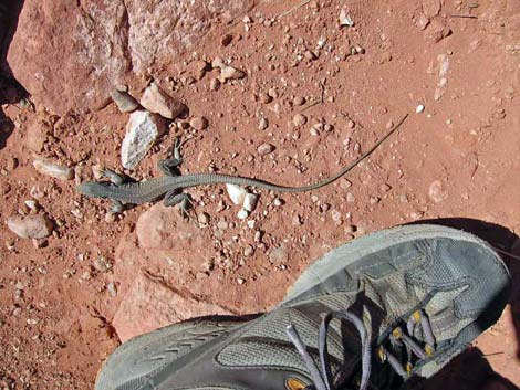 Calico Hills Loop Trail