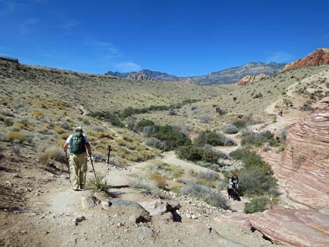 Calico Hills Loop Trail