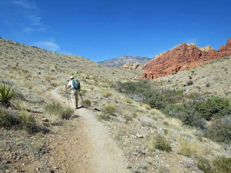 Calico Hills Loop Trail