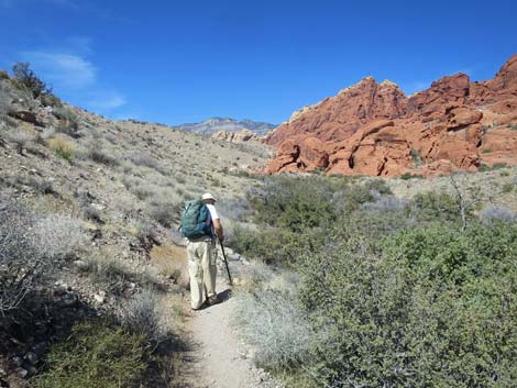 Calico Hills Loop Trail