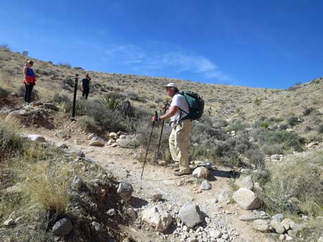 Calico Hills Loop Trail