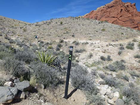 Calico Hills Loop Trail