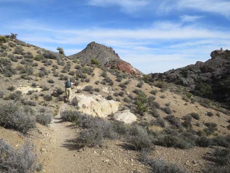 Calico Hills Loop Trail