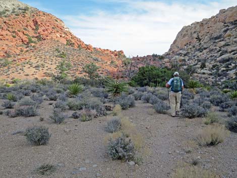 Calico Hills Loop Trail