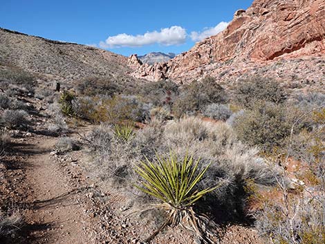 Calico Basin Overlook Trail