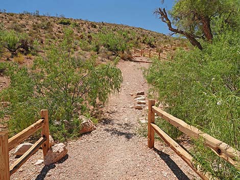 Calico Basin Overlook Trail