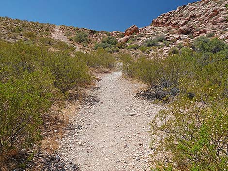 Calico Basin Overlook Trail