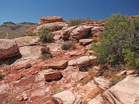 Calico Basin Overlook Trail