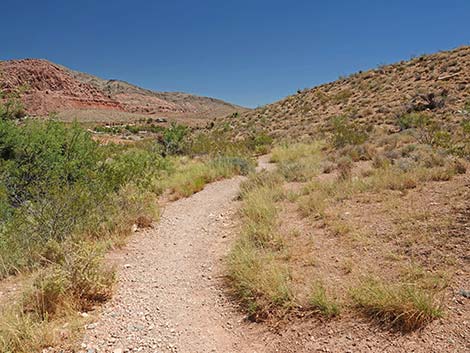 Calico Basin Overlook Trail