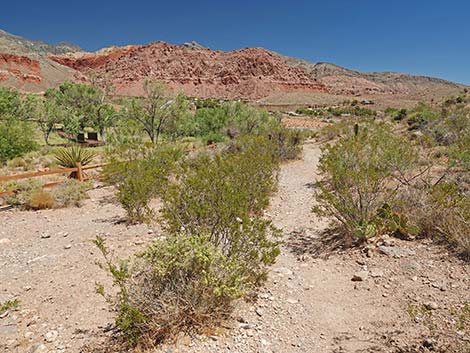 Calico Basin Overlook Trail