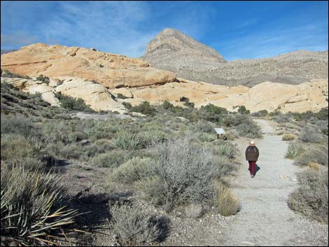 Calico Hills Loop Trail