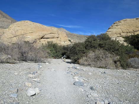 Calico Hills Loop Trail