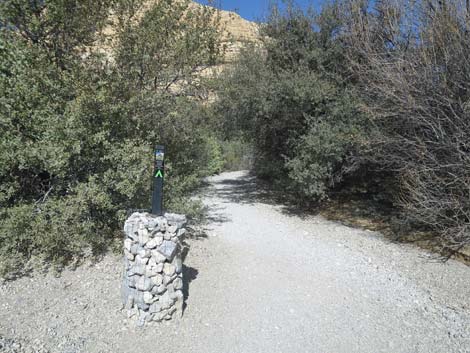 Calico Hills Loop Trail